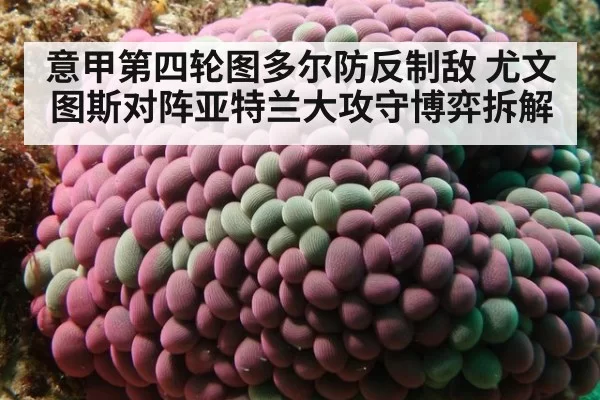 意甲第四轮图多尔防反制敌 尤文图斯对阵亚特兰大攻守博弈拆解